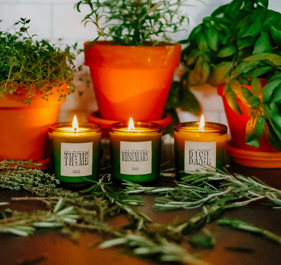 The Herbals Collection // The Whole Dang Set // Basil, Thyme, Rosemary // Mini